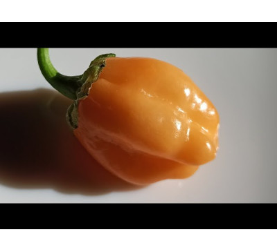 Насіння перцю гострого  Wartryx Peach Gum